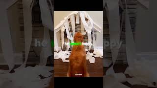 This Dog Bought 100 Toilet Paper For Revenge