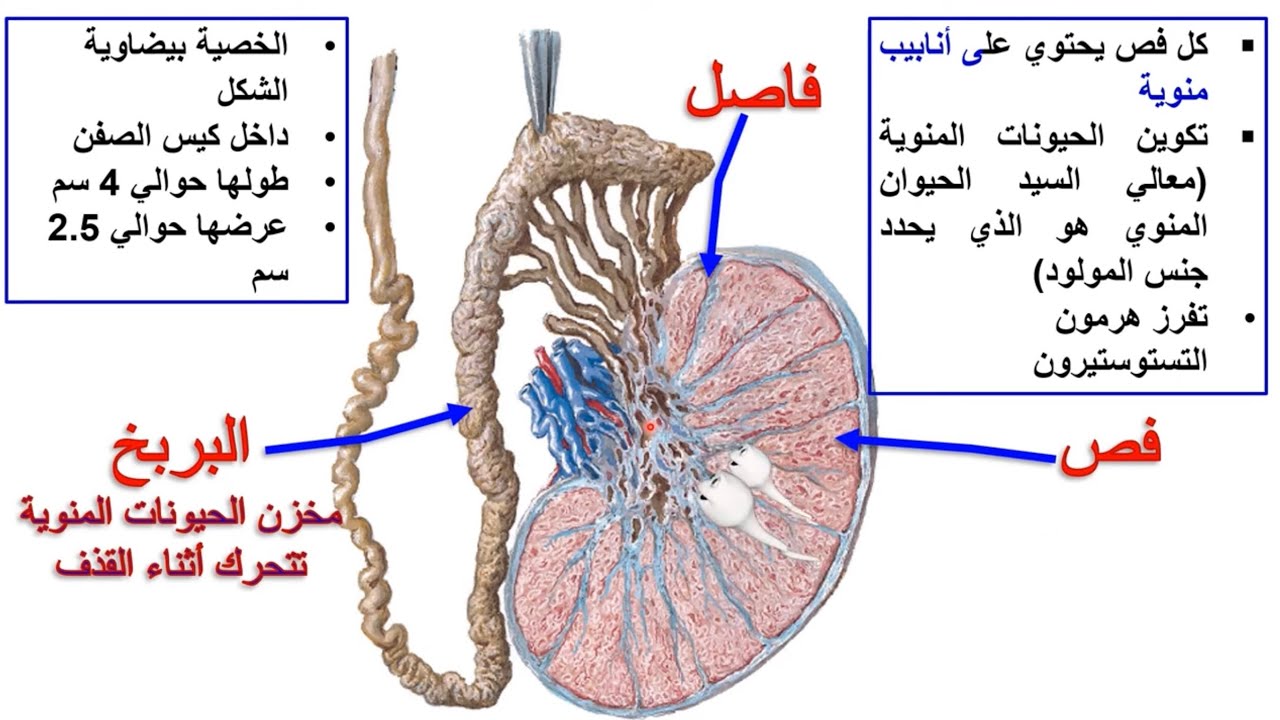 تحدي فهم الوراثة من الصفر 🤩💘‼️ باقي 45 يوم للشهادة 🥇❤️‍🔥 هل انتم مستعدووون ‼️