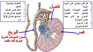 تحدي فهم الوراثة من الصفر 🤩💘‼️ باقي 45 يوم للشهادة 🥇❤️‍🔥 هل انتم مستعدووون ‼️