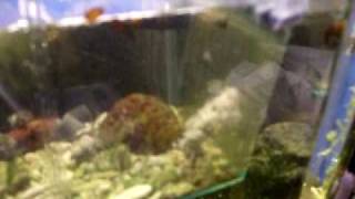 Sepia bandensis hand feeding
