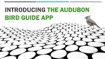 Introducing the Audubon Bird Guide App