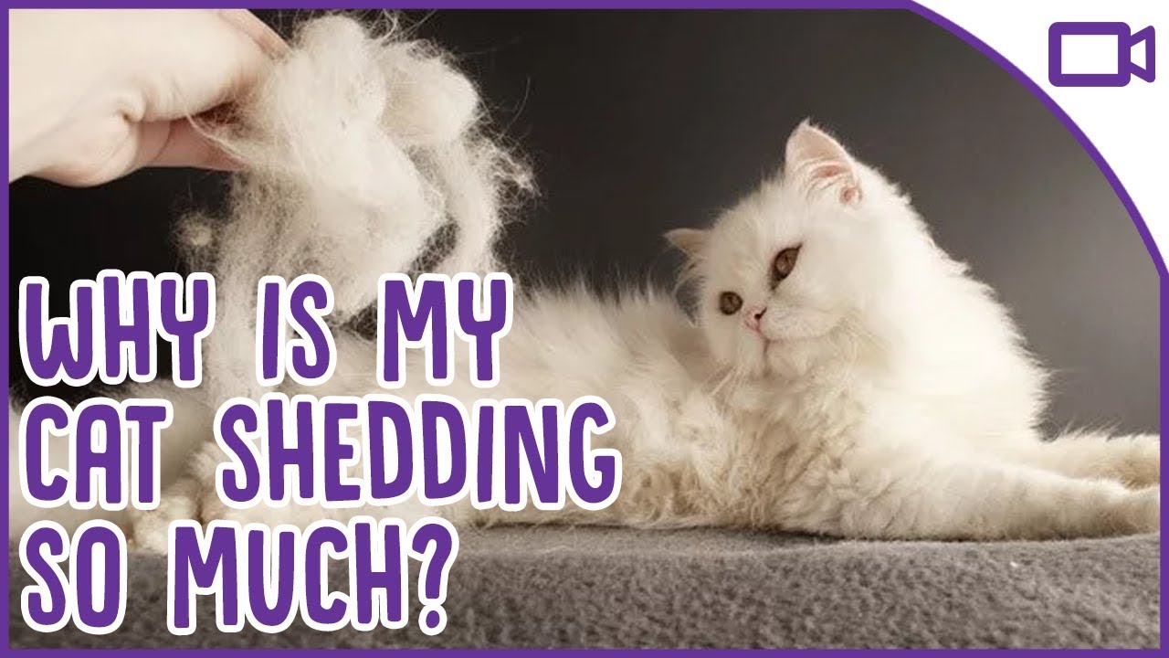 How To Keep My Cat From Shedding So Much Cat Lovster