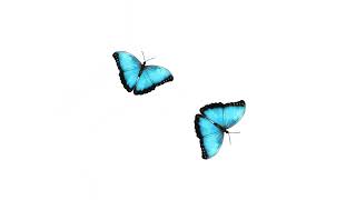 mainan kucing kupu-kupu || cat game screenshot 3