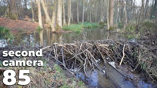 Manual Beaver Dam Removal No.85  A Dam That Flooded The Forest  Second Camera