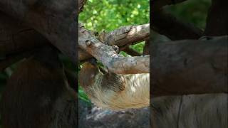 The Slow Life of the Two-Toed Sloth