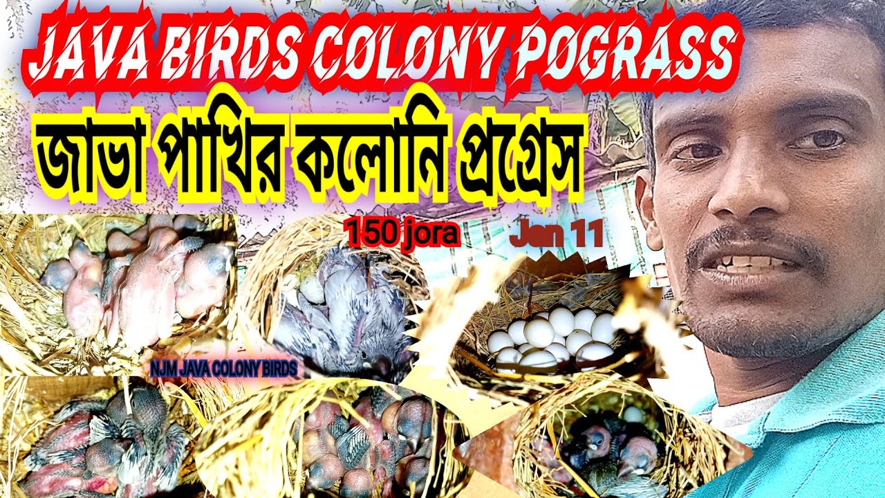 JAVA BIDER COLONY POGRASS /জাভা পাখির কলোনি প্রগ্রেস।