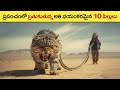 🔵 వీటిని చూస్తే పారిపోవాల్సిందే | dangerous cat in the world | unique cats in the world in telugu