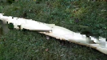 Yew Primitive Style Bow (part 5) Test Shots