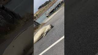 Down Under Daredevils: Australia's Hardcore Wildlife!