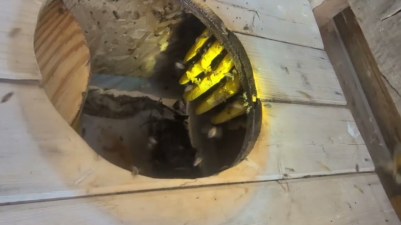 OUTHOUSE KILLER BEE HIVE!! I WONDER WHAT THIS HONEY WILL TASTE LIKE...