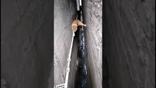 Cats.. these cats, demon creatures pt 2 #fyp #foryou #viral #video #cats #shorts #funny