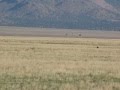 Pronghorn on the Plains of San Agustin - 2