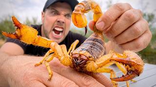Giant Desert Scorpion Sting: It Gets Worse!