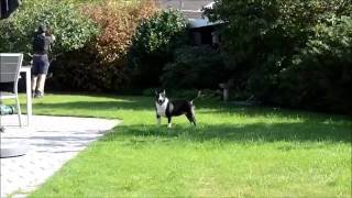 Dangerous Minibull