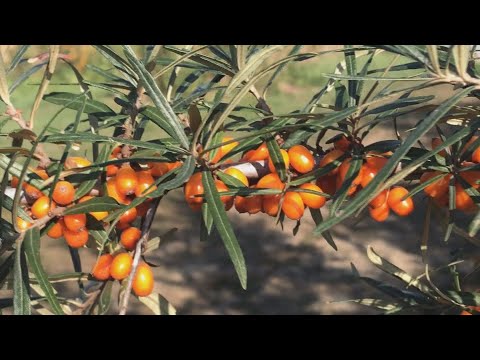 Videó: Homoktövis (gyógynövény) - A Homoktövis, A Homoktövis Kérge, A Hashajtó Hasznos Tulajdonságai és Felhasználása. A Homoktövis Törékeny, éger, Asplenifolia, Amerikai