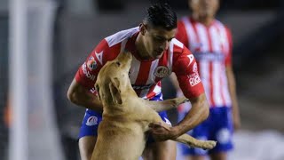 🎥⚽🐕¨Tunita¨ la perrita en el partido de Atlético de San Luis vs Cruz Azul