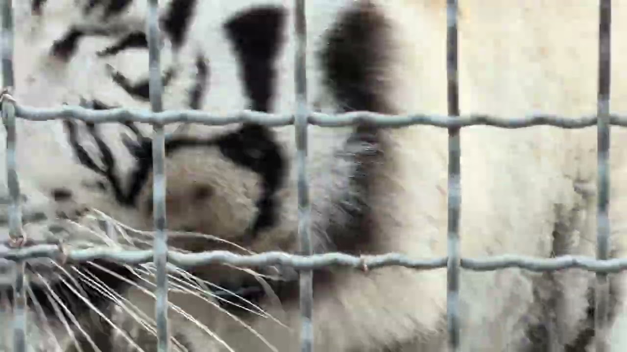 Наши белые тигры самые ТИГРИСТЫЕ в Мире, по крайней мере мне так кажется😂😂😂