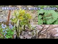 ウド フキ 2022 4 29 道南地方のウド フキ 春の花たち ウドとフキを採るコツ解説付き ウド フキ 2022 4 29 道南地方のウド フキ 春の花たち ウドとフキを採るコツ解説付き