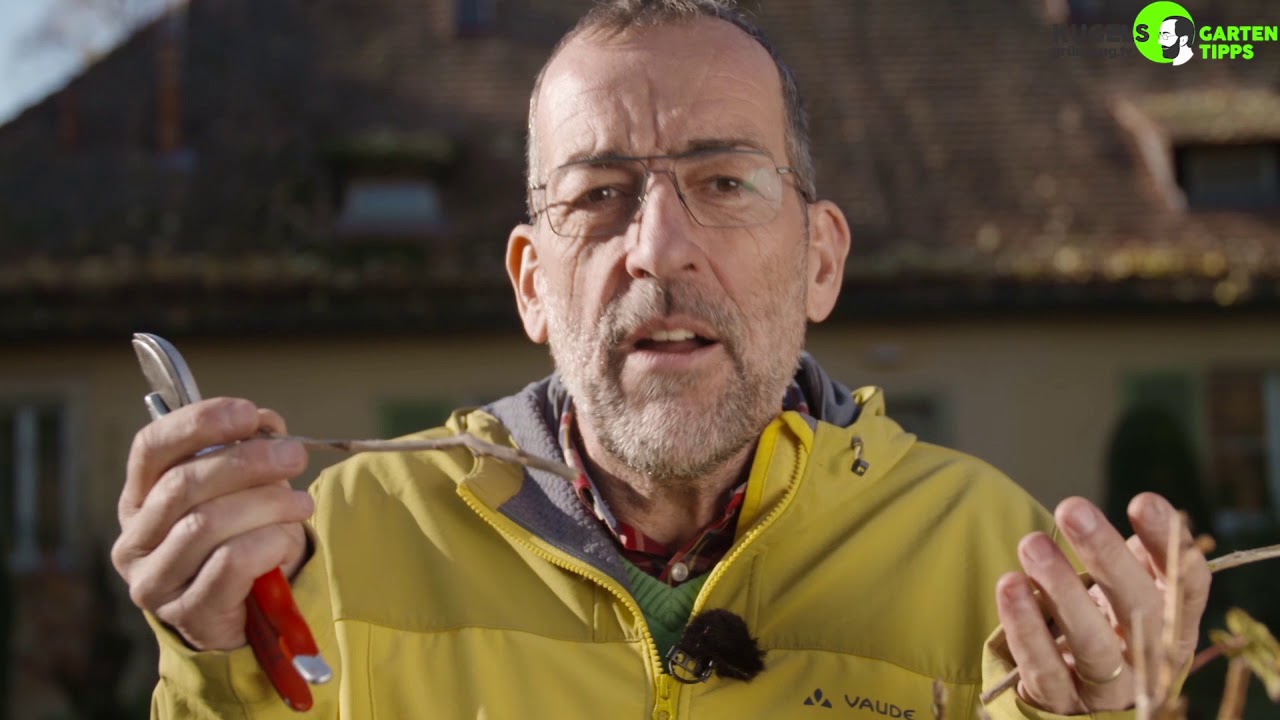 Rückschnitt von Johannisbeeren - Gartentipps von Volker Kugel