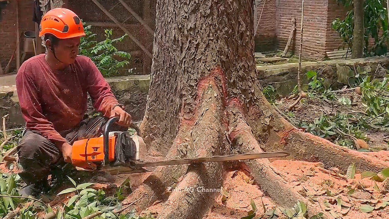 Предотвращение стихийных бедствий ‼️Срубить красное дерево махагони, наклонившееся в сторону дома
