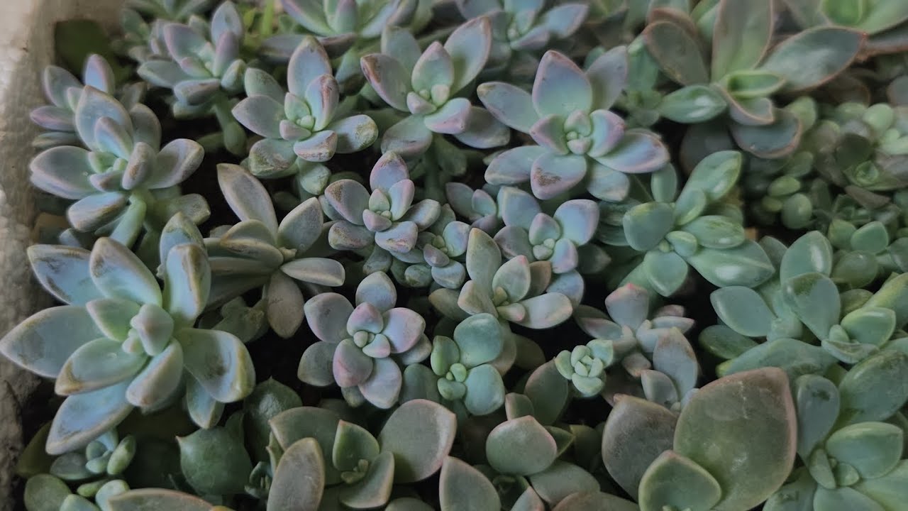 💫🌸YAZ SICAKLARI GELDİ SKULENT VE BEBEKLERİM NE DURUMDALAR BİRLİKTE BAKALIM 💫🌸#arajman #succulent