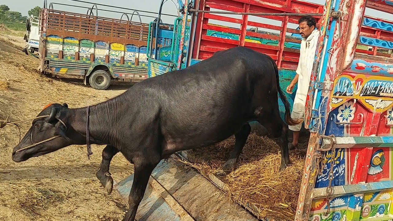 New Fresh Nely Buffalo Hard Unloading - YouTube