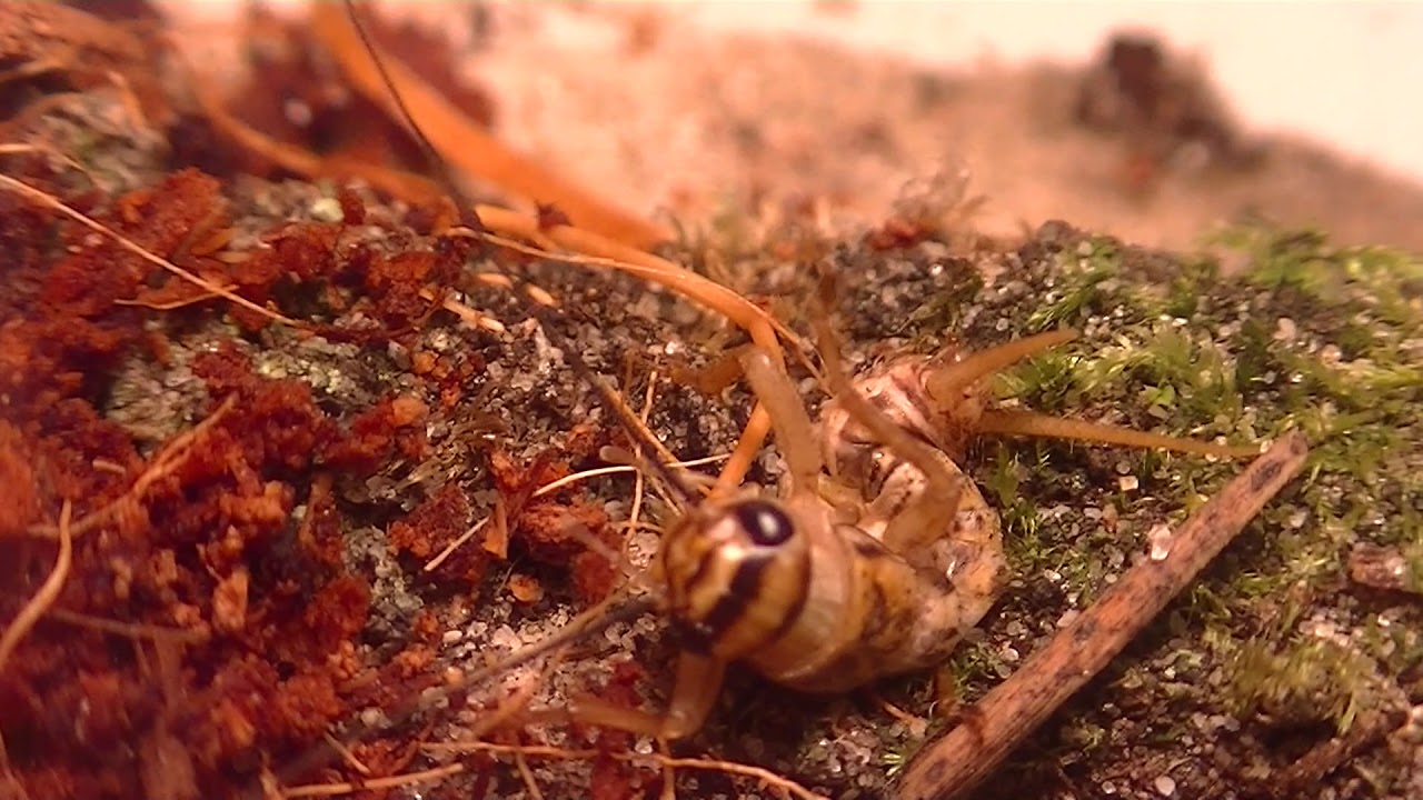 feeding atypus affinis