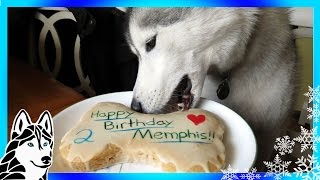 HOW TO MAKE A DOG BIRTHDAY CAKE Easy Recipe DIY | Snacks with the Snow Dogs 31