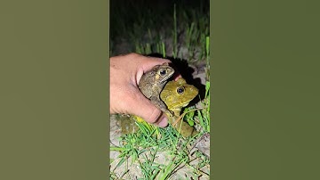 Boing boing the frogs how catch frogs funny | catch frogs jumping funny | tep longheng funny frog