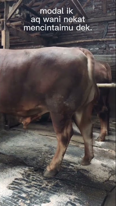 Story Wa sapi jumbo//30detik//cocokbuatstory