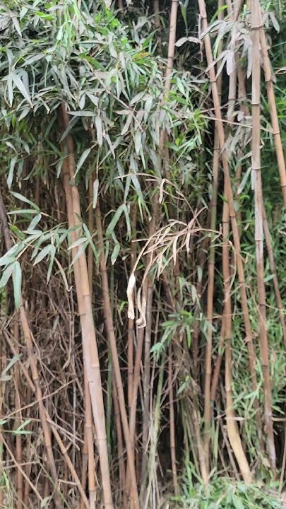 WHAT DO PANDA BEARS EAT? #bamboo #trackloader #skidsteer #pandas #