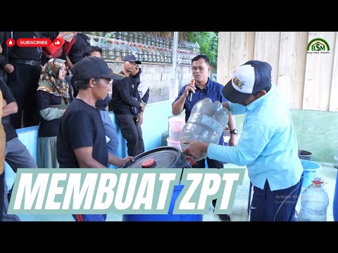 Cara Membuat Zpt Dari Bonggol Pisang