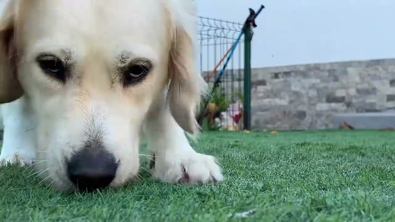 Blue and Heffo litter at 6 weeks, just the females, Golden Retriever in Clear Passion kennel