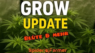 Grow Update | Blüte🌸 Mit SpiderFarmer SF2000 & GGS Controller | #growupdate #420 