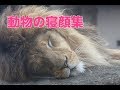 癒しの動物寝顔集！リラックスする準備はOK?