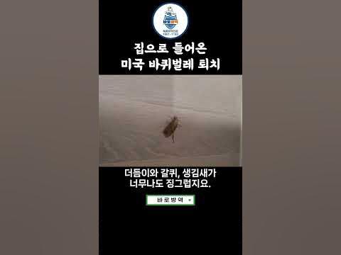 집으로 들어온 미국 바퀴벌레퇴치...!#미국바퀴 #미국바퀴퇴치 #바로방역 #쇼츠 #Shorts - Youtube
