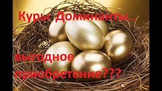 Куры Доминанты, плюсы и минусы, личный опыт