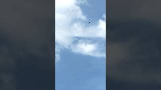 elang menerkam di langit biru nan cerah elang menerkam di langit biru nan cerah