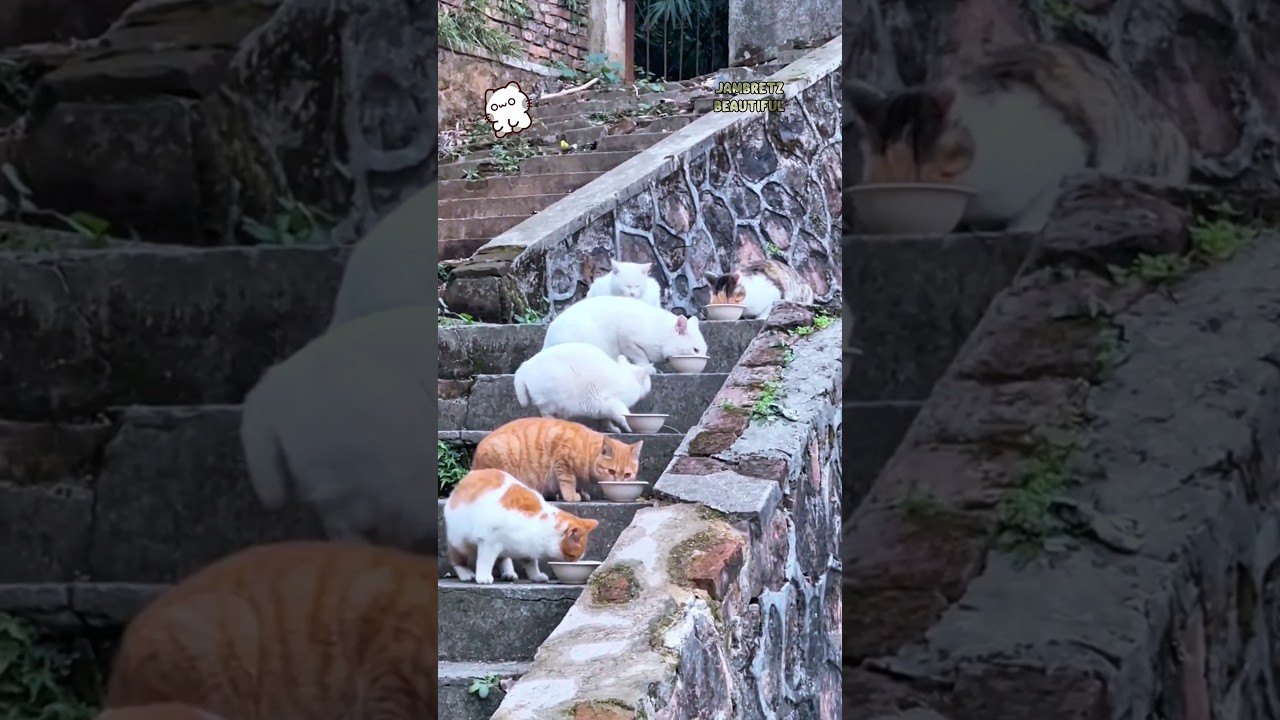 Villagers are used to sharing food with cats😍