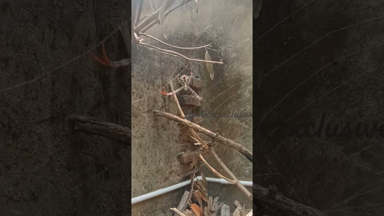 Hunter spider hunting insect live on camera 