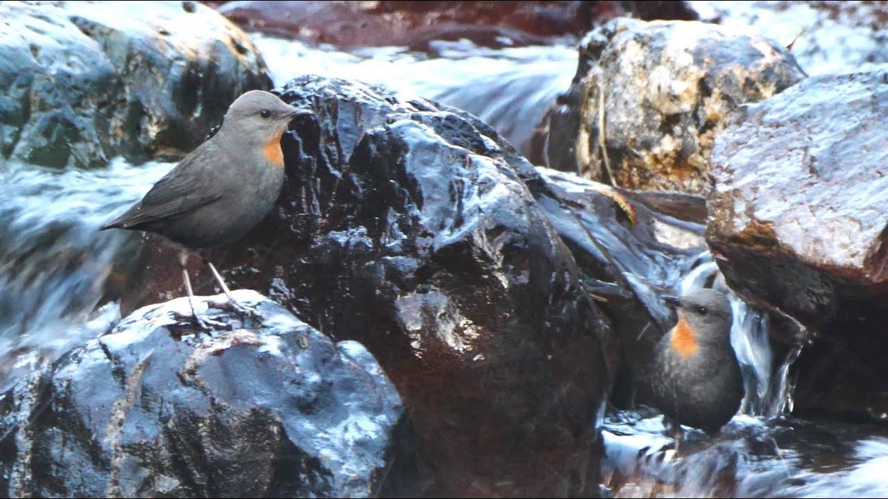 All Five Dipper Species of the World - YouTube