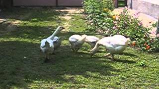 MVI_0723.AVI