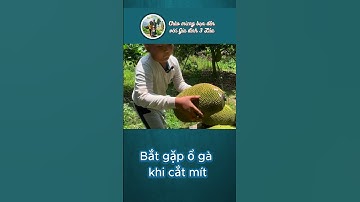 Quá Bất ngờ - Phát hiện ổ gà khi đang cắt mít ruột đỏ