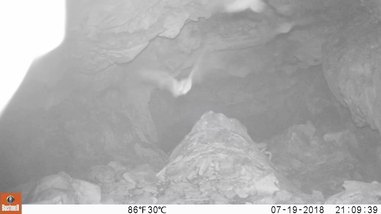 snakes eating dogs Ratsnakes (& 1 rattlesnake) Hunting Bats in Texas Cave - Long Version