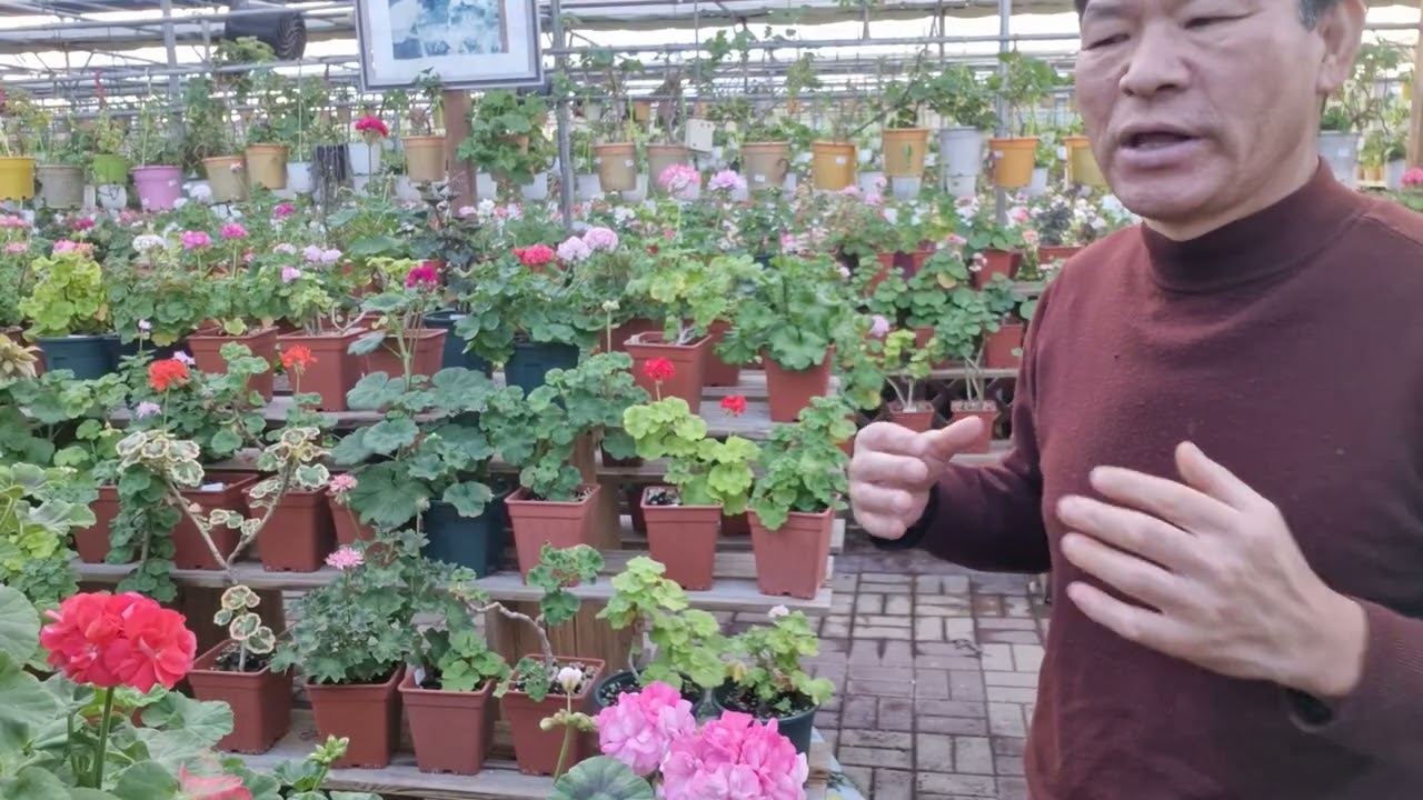 제라늄 물주는 시기 (며칠  간격으로 줄까) 2월 26일