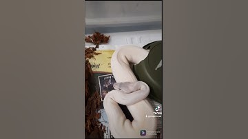 Super Mojave BEL Ball Python #shorts