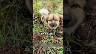 누렁이의 놀라운능력! 숲속 숨은보물을 찾다