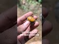 tapak jalak badar asem #batuakik #batumewah #gemstone #batuakikindonesia #gems