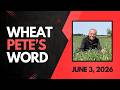 Protecting yield, volunteer corn control, & keeping an open mind | Wheat Pete’s Word, June 3