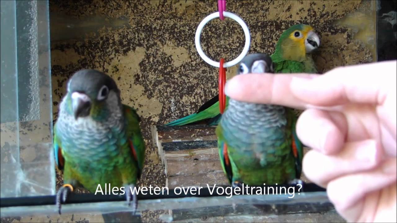 Tamme Parkiet en Vogeltraining